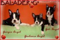 /album/balader-d-litter-victory-lane-guardian-angel-x-lex-/g-holky-balader-jpg/